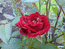 Роза, прекрасный цветок